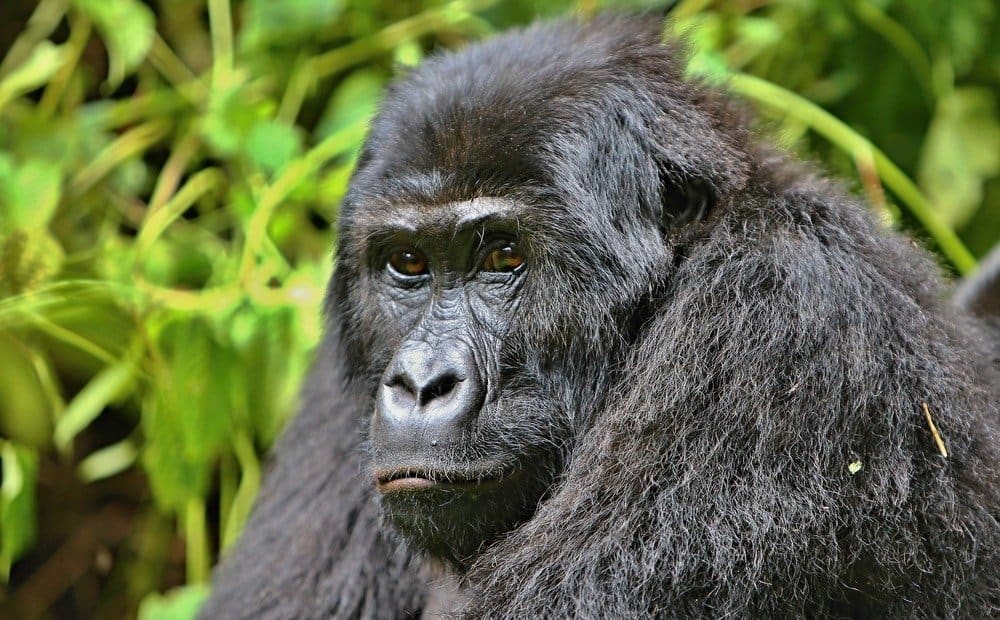 Eastern lowland gorilla — silverback male