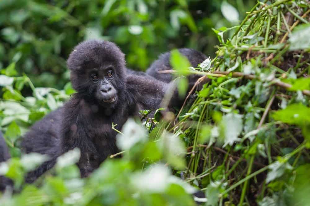 Eastern lowland gorilla baby