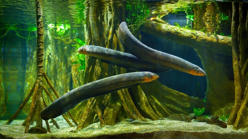 Electric Eel (Electrophorus Electricus) - in fresh water around tree roots