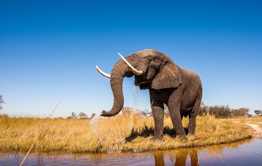 Elephant (Loxodonta Africana) - drinking in a stream