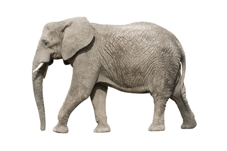 Elephant (Loxodonta Africana) - walking against white background