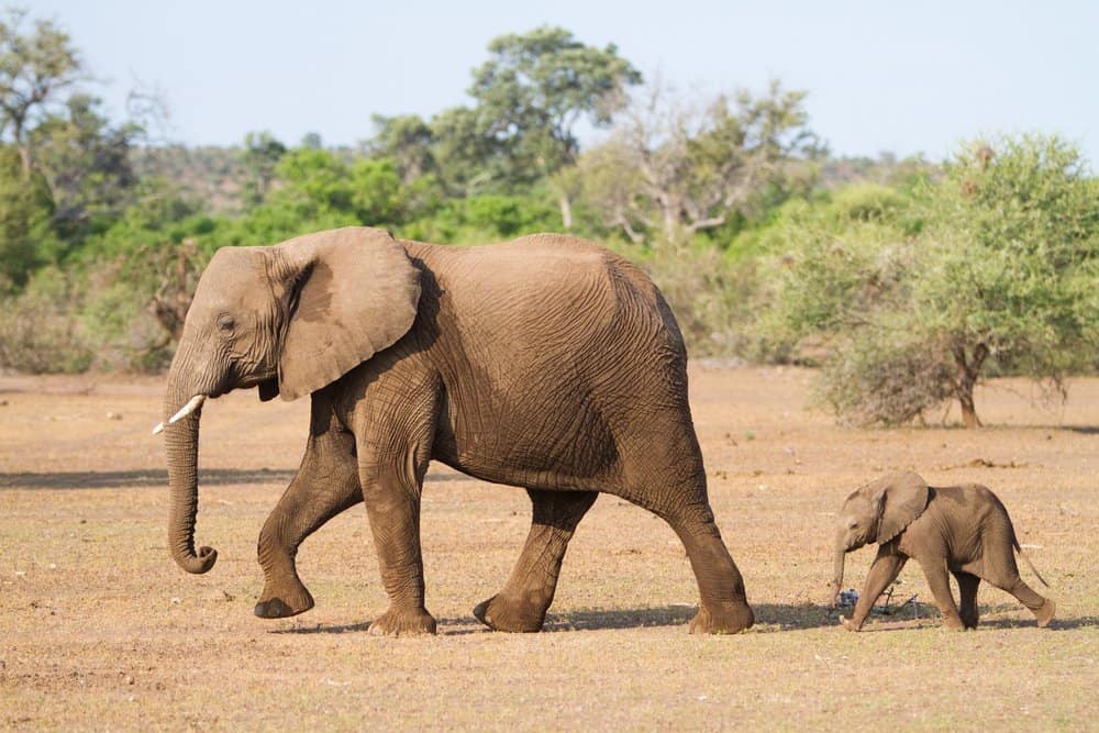 Elephant (Loxodonta Africana) - walking with baby following
