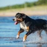 Entlebucher Mountain Dog