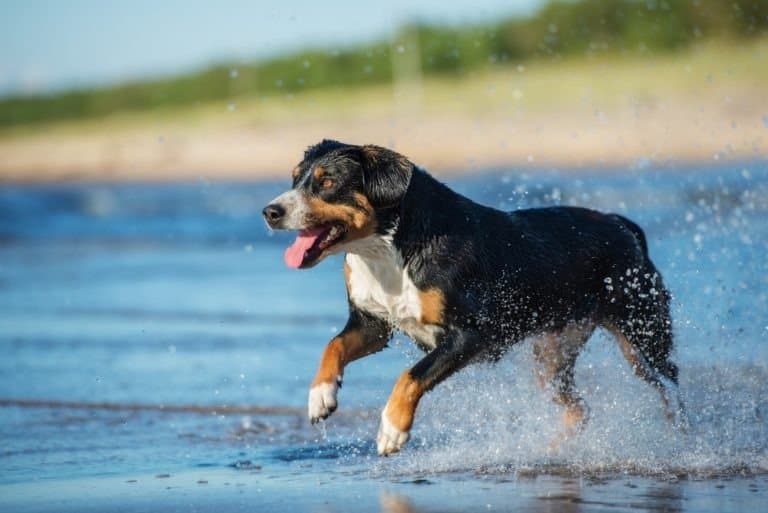 Entlebucher mountain dog running on a beach