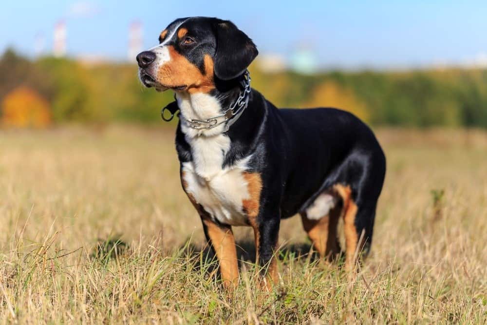 Enterbuch mountain dog standing in a field