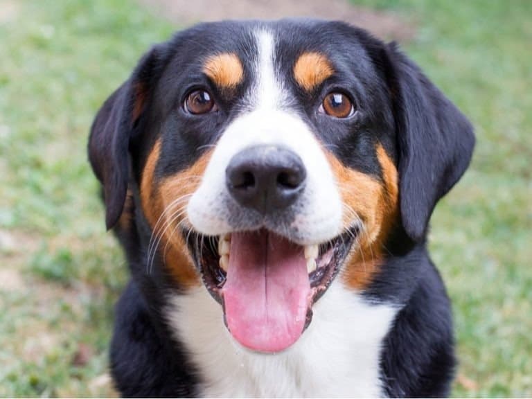 Young Entlebucher Mountain Dog, close-up, playful look in the eyes
