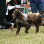 Pont-Audemer Spaniel