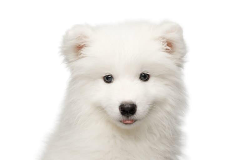 Eskimo dog isolated on white background