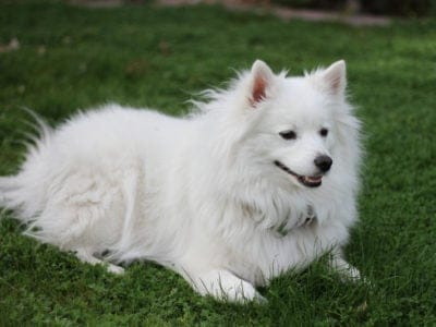 Eskimo Dog Dog Breed Complete Guide | AZ Animals