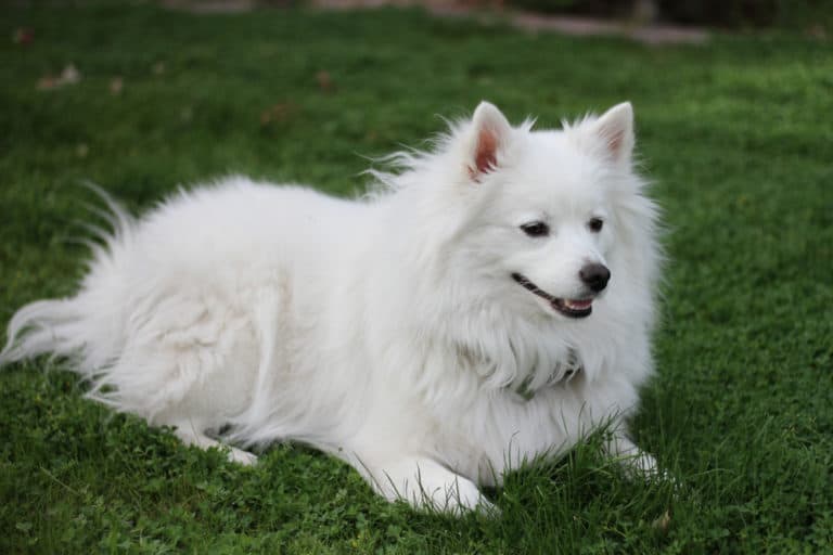 Eskimo dog laying in the grass