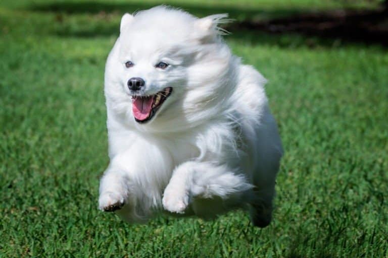 Eskimo dog running in grass