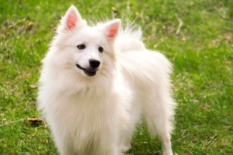 Eskimo dog in grass