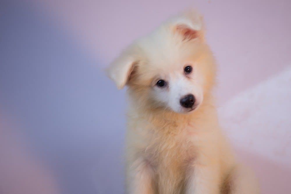 Eskimo dog puppy