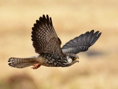 Falcon Bird Facts | AZ Animals