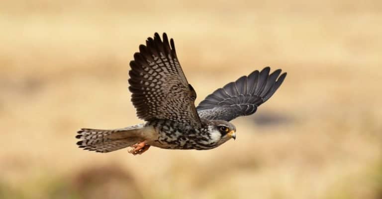 Amur Falcon. This female Falcon breeds in Siberia and China and winters in tropical countries like Thailand
