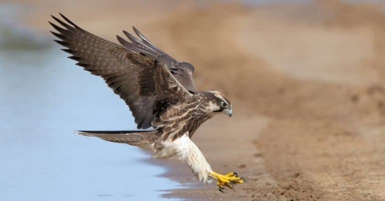 Lanner Falcon landing next to water in the Kalahari
