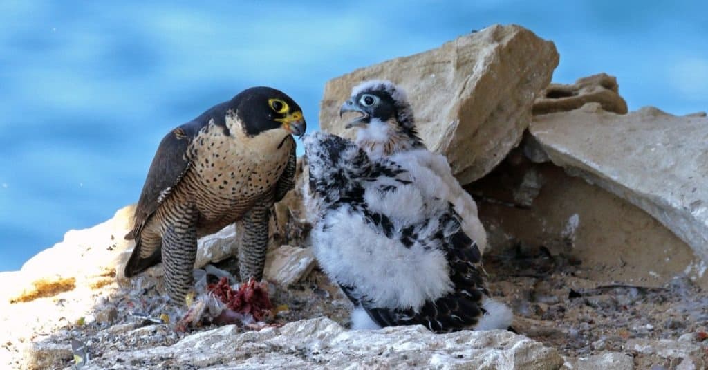 Peregrine Falcon feeding chicks at nest