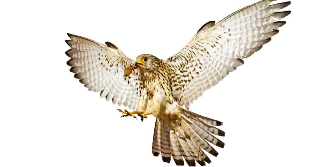 Flying falcon. Landing bird. Isolated bird. White background. Bird: Lesser Kestrel