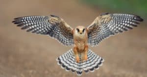 Falcon Spirit Animal Symbolism and Meaning Picture