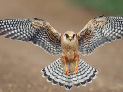 A Falcon Spirit Animal Symbolism and Meaning