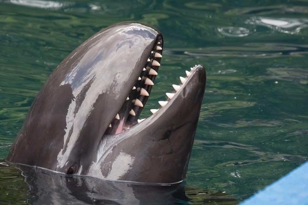 False killer whale, the fourth-largest dolphin, with its head out of the water.