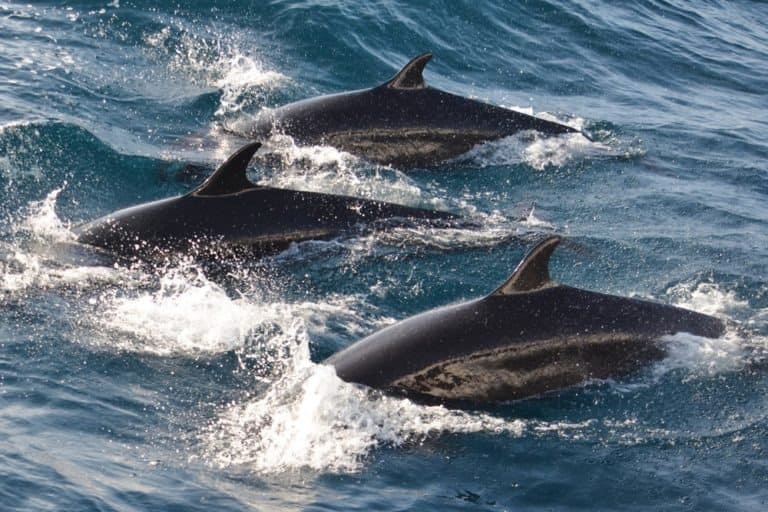 False killer whales swimming together