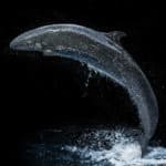 False killer whale