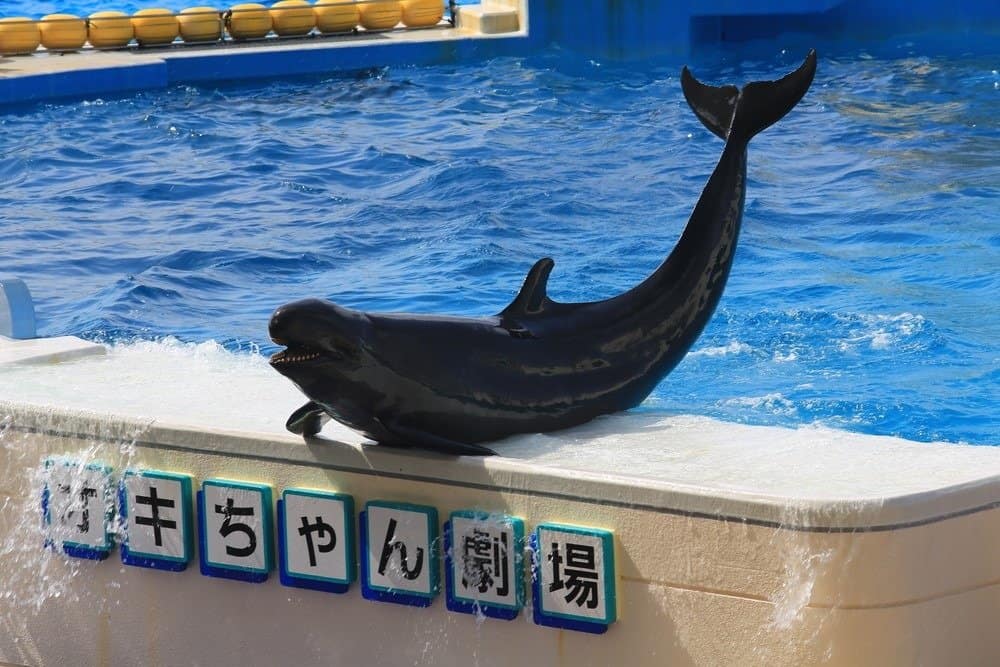False killer whale act in the show in Okinawa Churaumi Aquarium