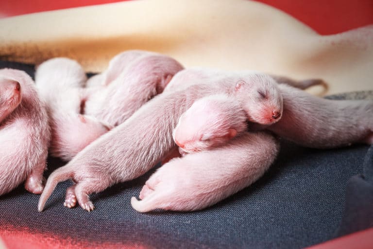 Ferret (Mustela Putorius Furo) - pink babies
