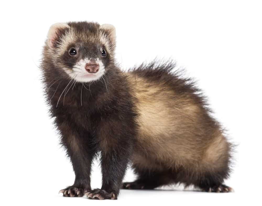 Ferret (Mustela Putorius Furo) - standing against white background