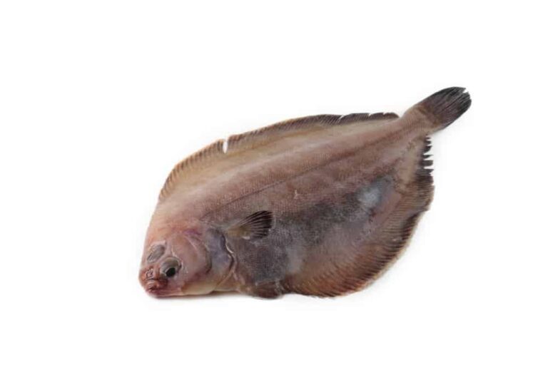 Flounder (Paralichthys) - against white background