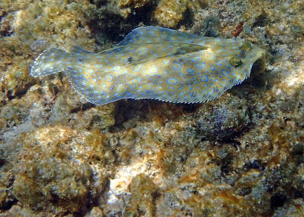 Flounder (Paralichthys) - swimming over rocks