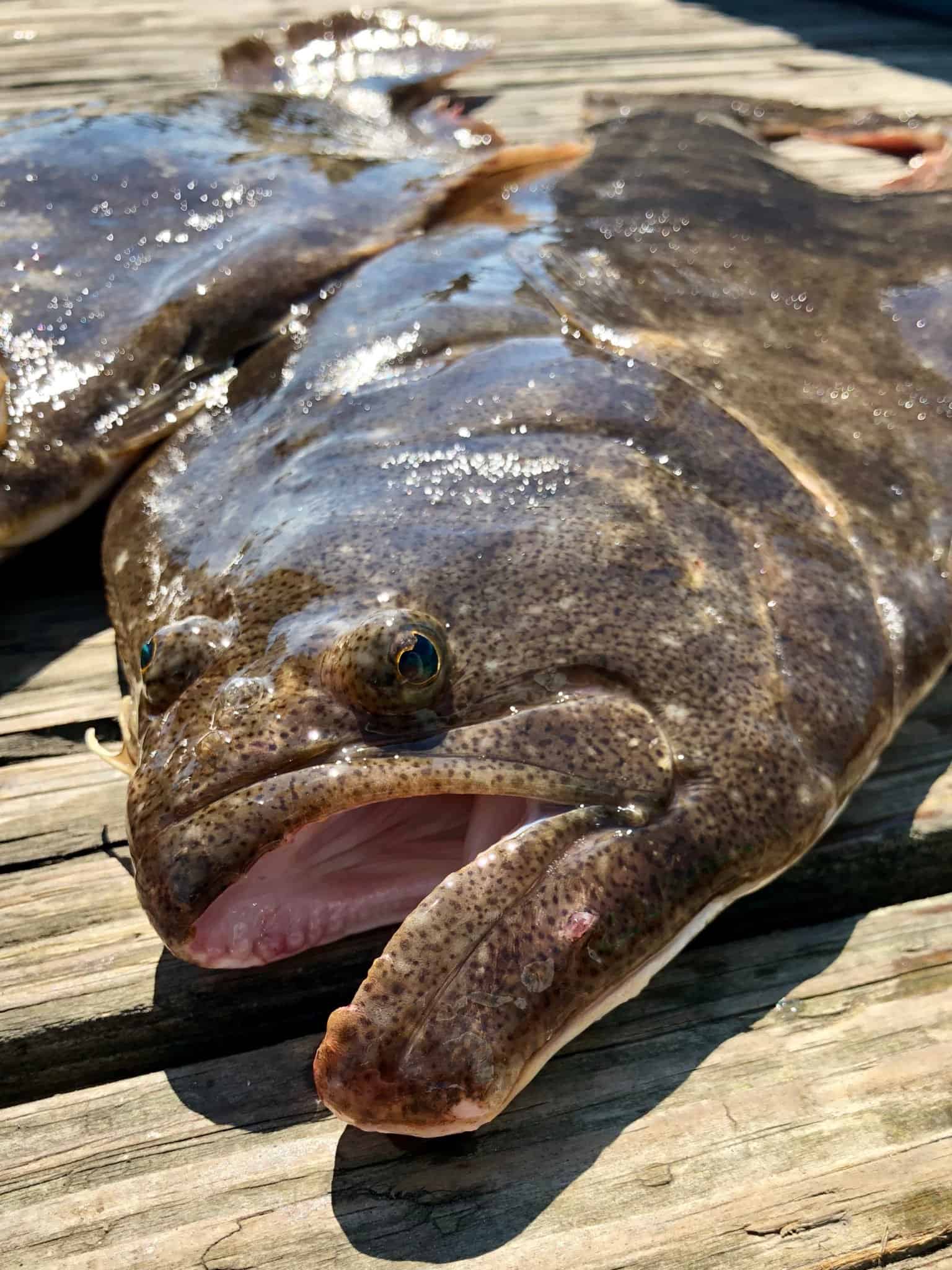 Fluke Fish (summer flounder) Fish Facts Paralichthys dentatus AZ