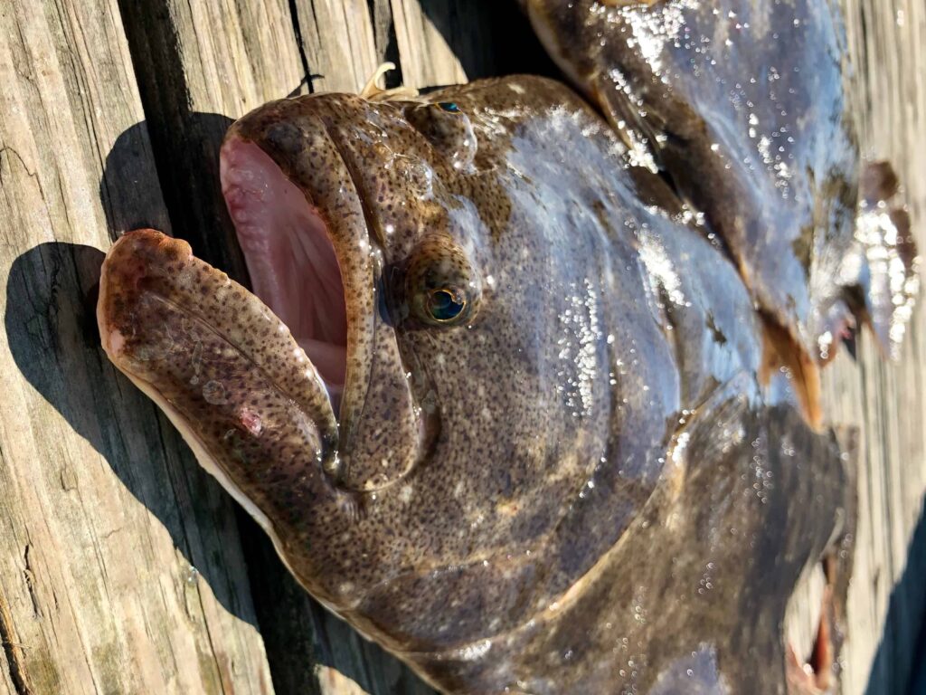 Fluke fish close up