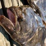 Summer flounder