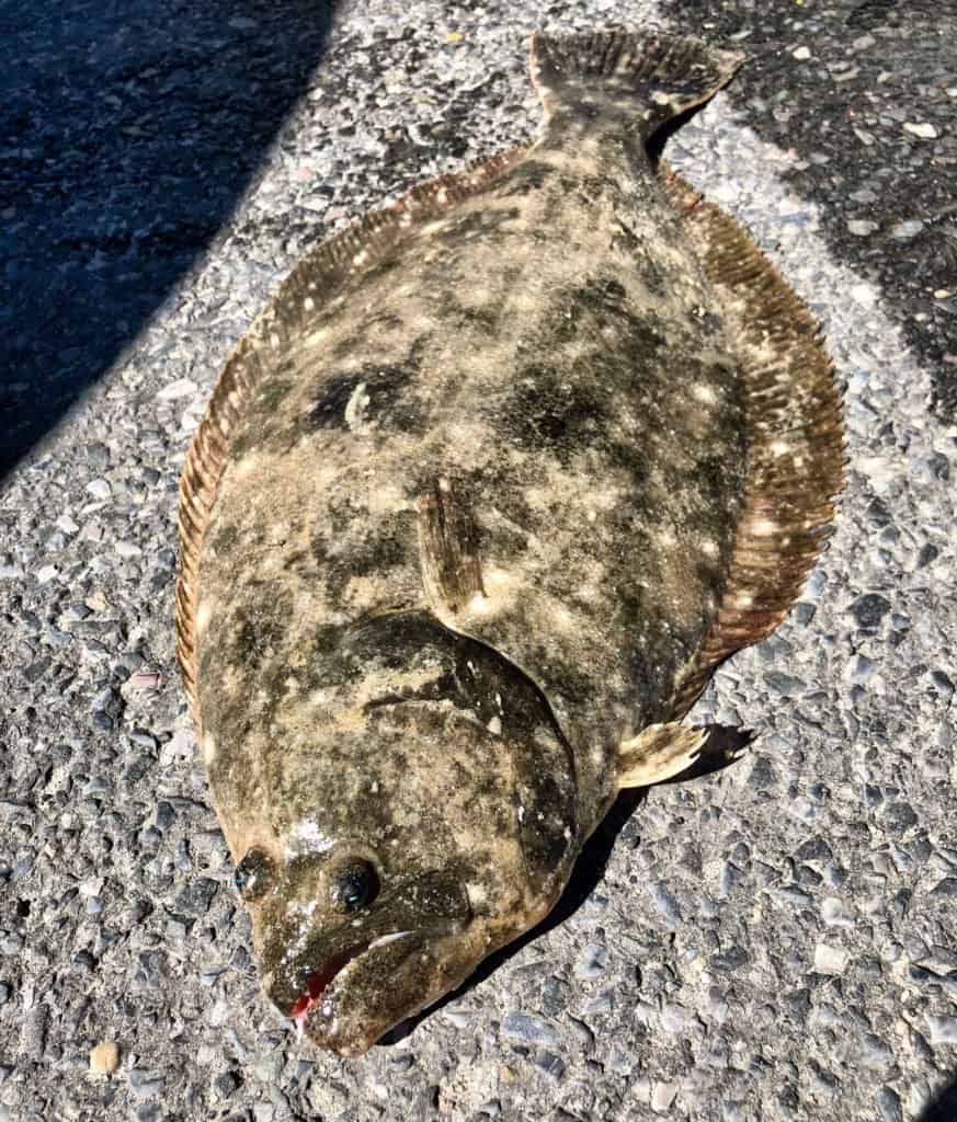 Flounder Fishing Flag -  Canada