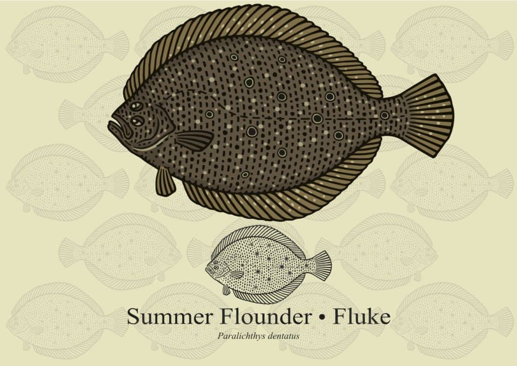 fluke fish