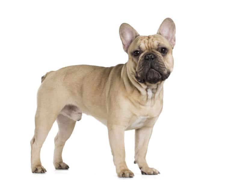 French Bulldog (Canis familiaris) - standing against white background
