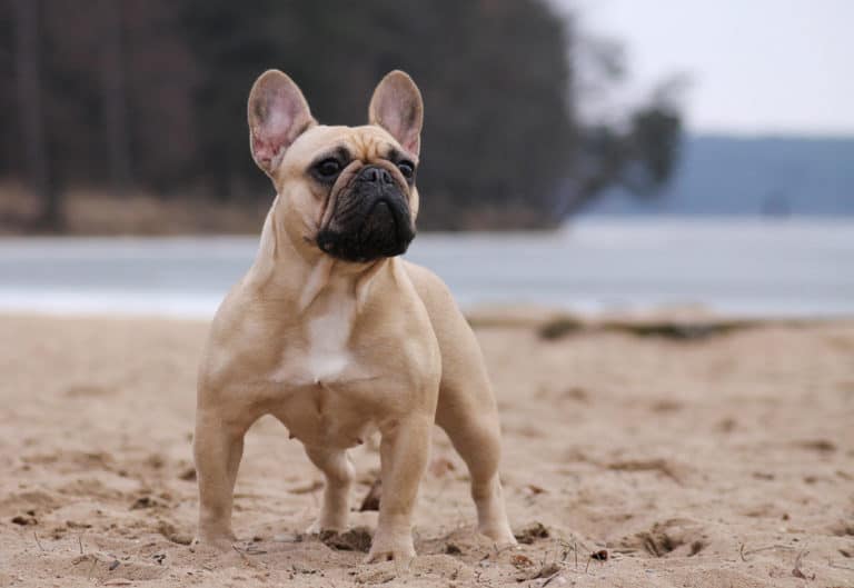 French Bulldog (Canis familiaris) - standing on the beach