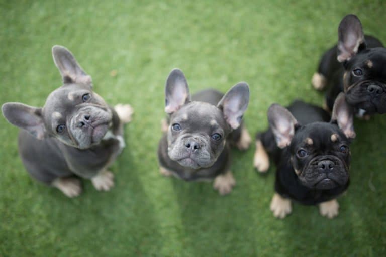 French Bulldog (Canis familiaris) - puppies looking up for photo
