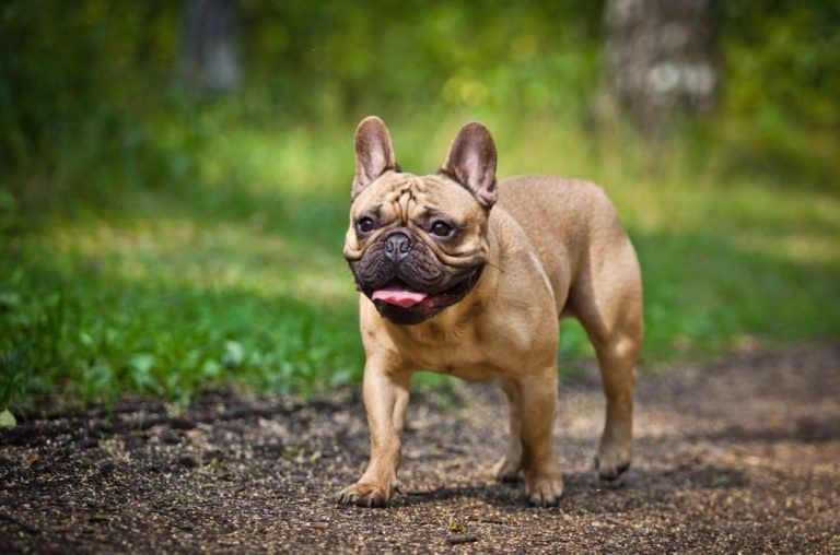 French Bulldog (Canis familiaris) - walking on trail