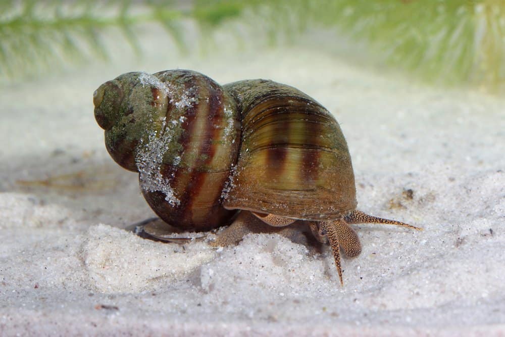 Freshwater Snails (Lymnaea stagnalis) - dangerous animal to humans - freshwater snails kill about 10000 humans annually