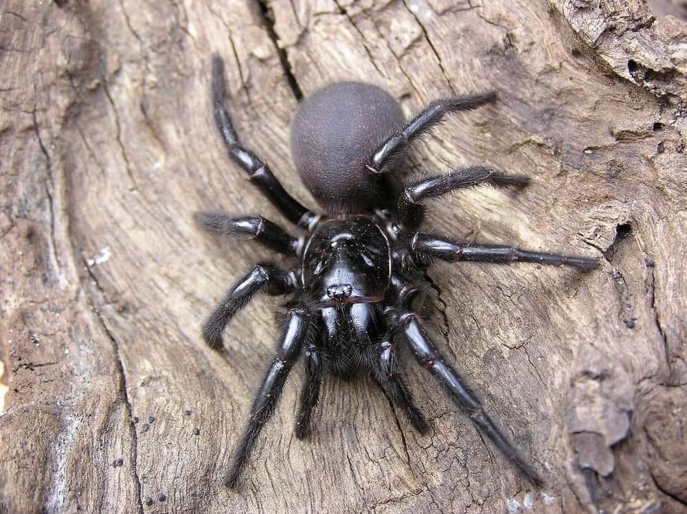 Sydney Funnel Web Spider on tree trunk