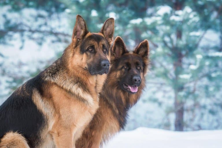 German shepherds in the snow