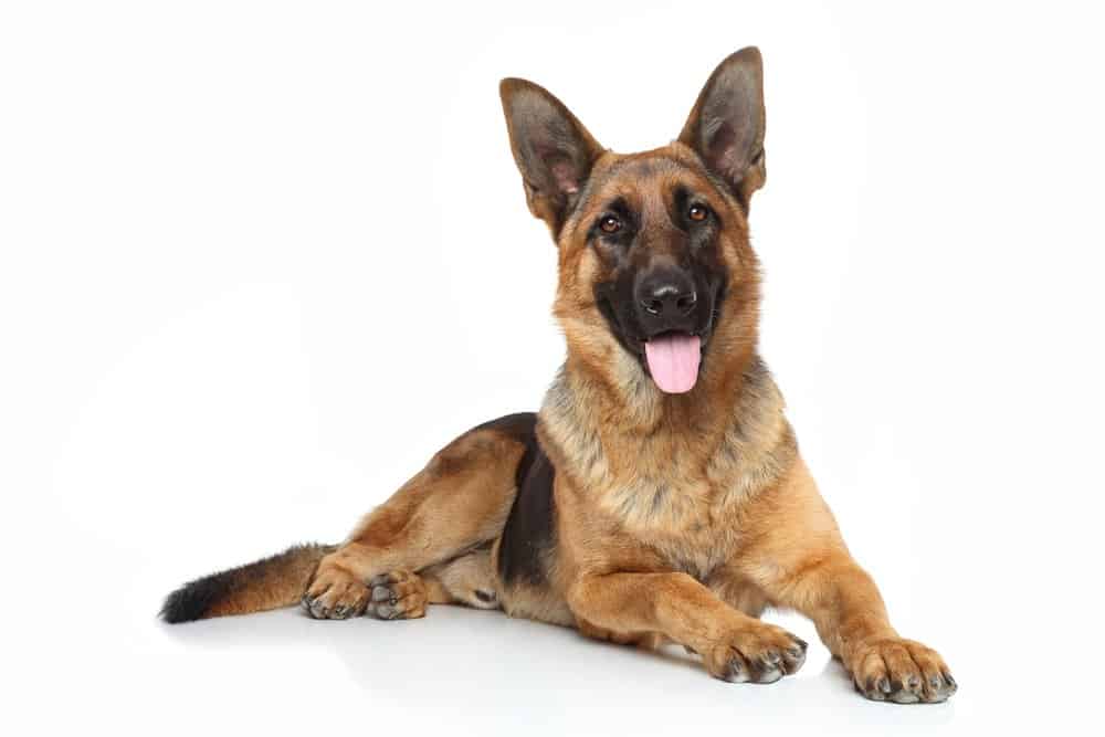 where did german shepherds originate