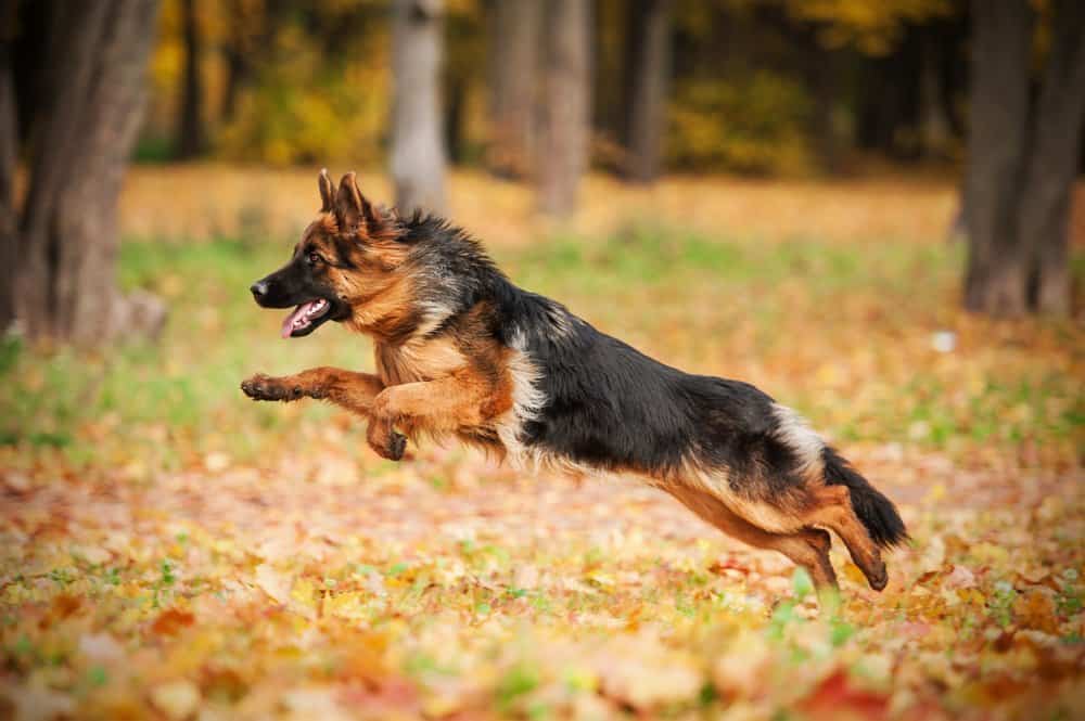 german shepherd jumping among leaves