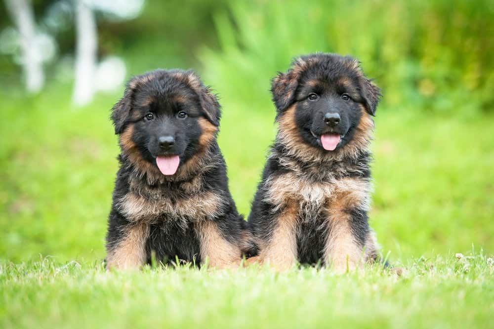 German shepherd puppies