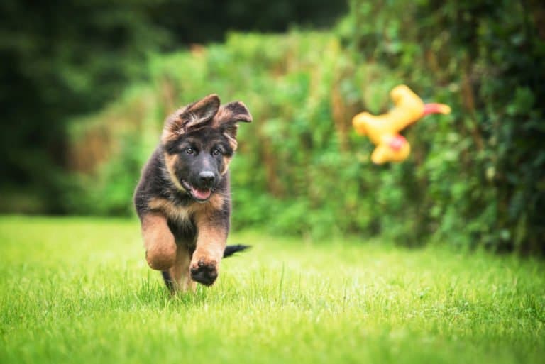 German shepherd puppy running in the grass