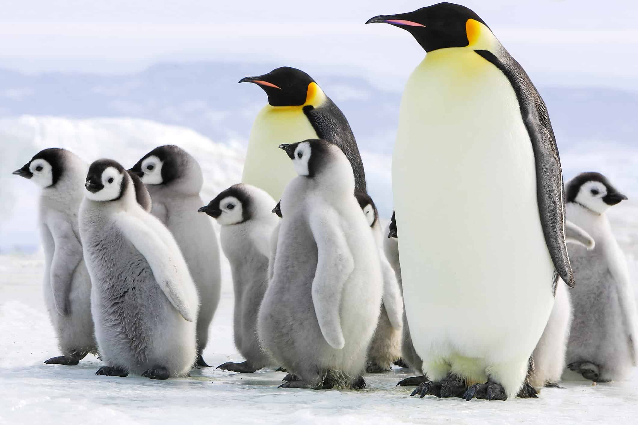 Император pingvini (apterodytes Forstara). Императорский Пингвин среда обитания. Кейптаун пингвины. Широкий Пингвин.