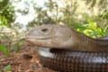 Glass Lizard (ophisaurus) 